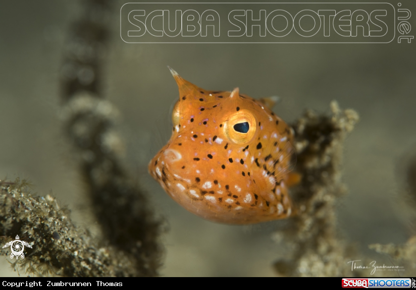 A Longhorn Boxfish