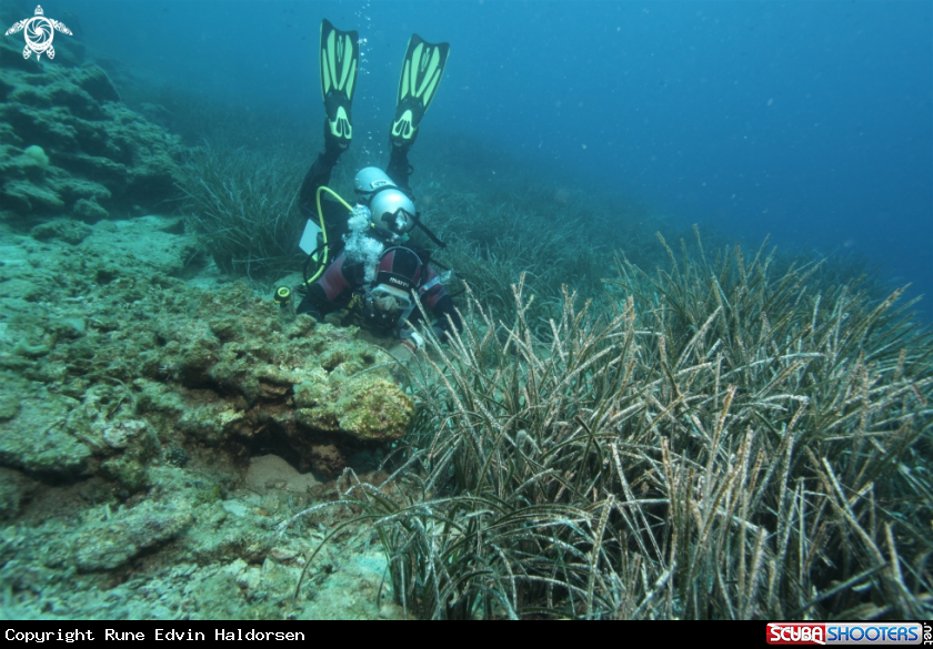 A Eelgrass