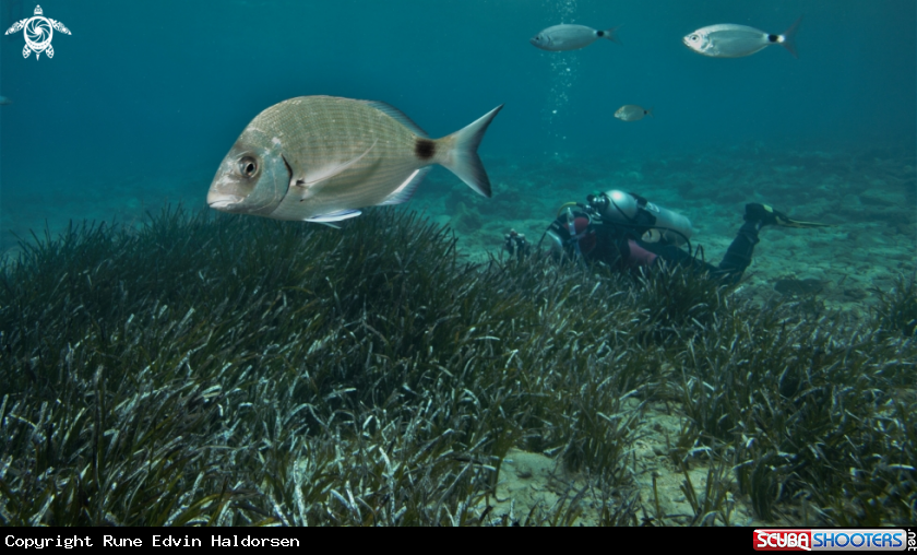A Eelgrass