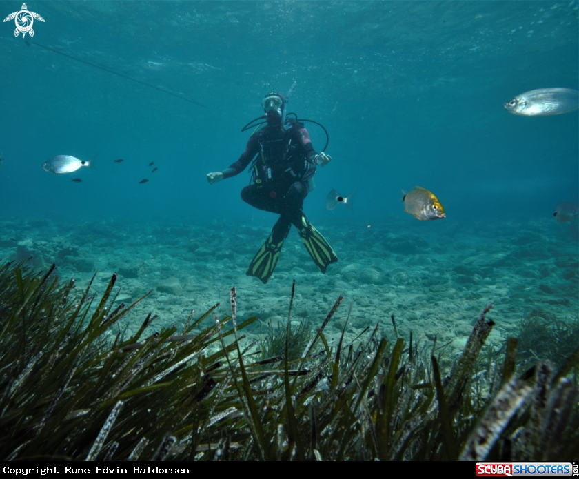 A Eelgrass