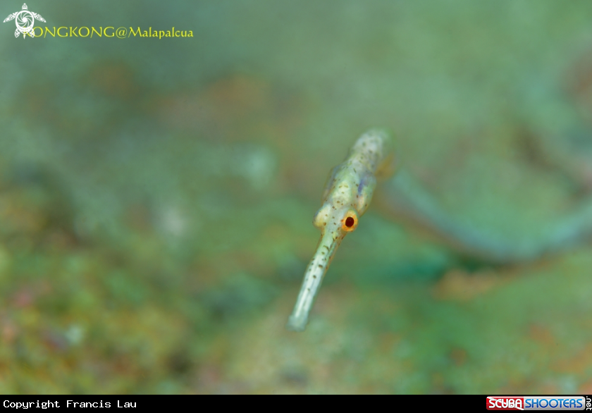 A Spotted Pipefish