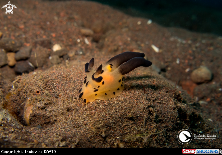 A Pikachu Nudibranch