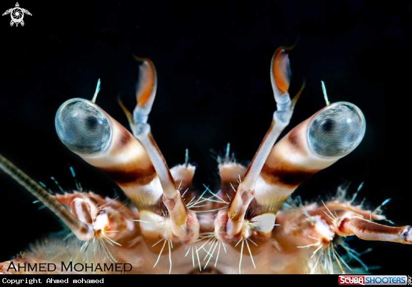 A Hermit Crab 
