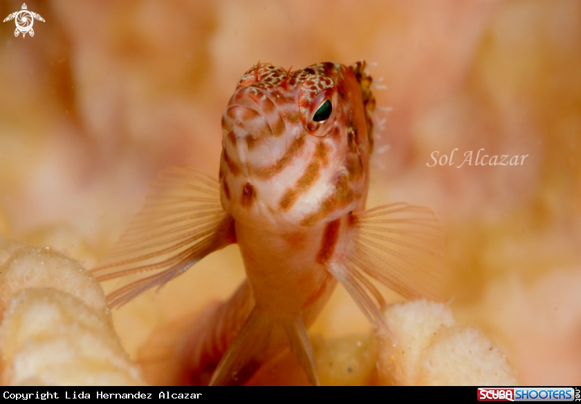 A hawkfish