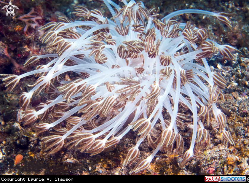 A Xenia Coral