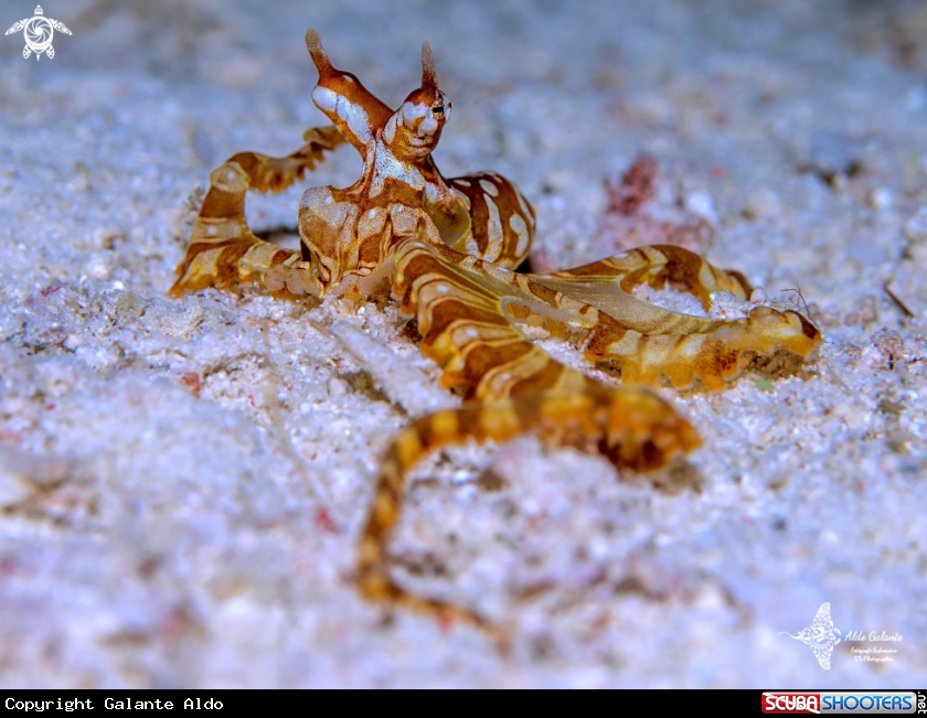 A Wonderpus octopus