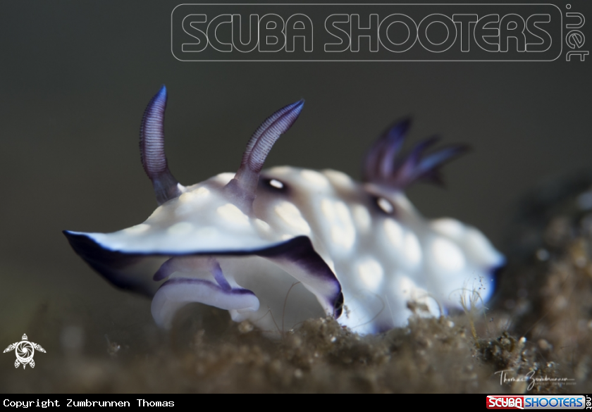 A Nudibranch 