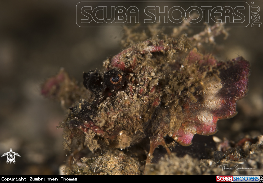 A Demon Stinger 