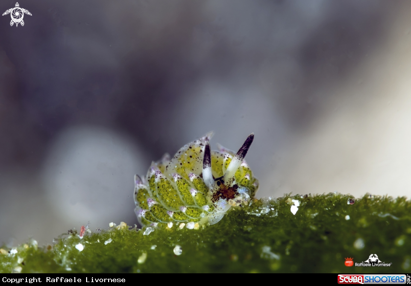 A Kostasiella