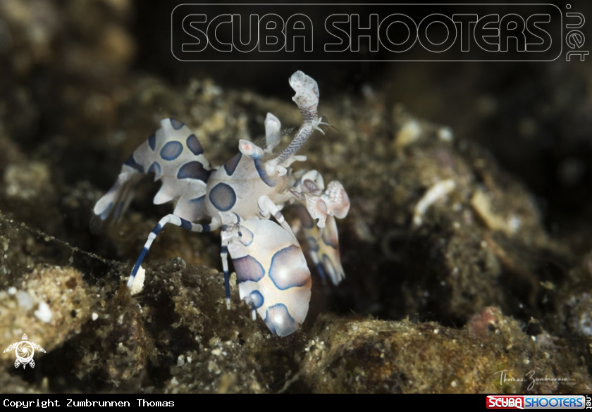 A Harlequin Shrimp
