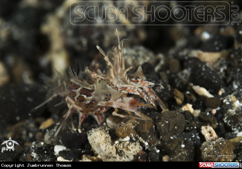 A Tiger Shrimp