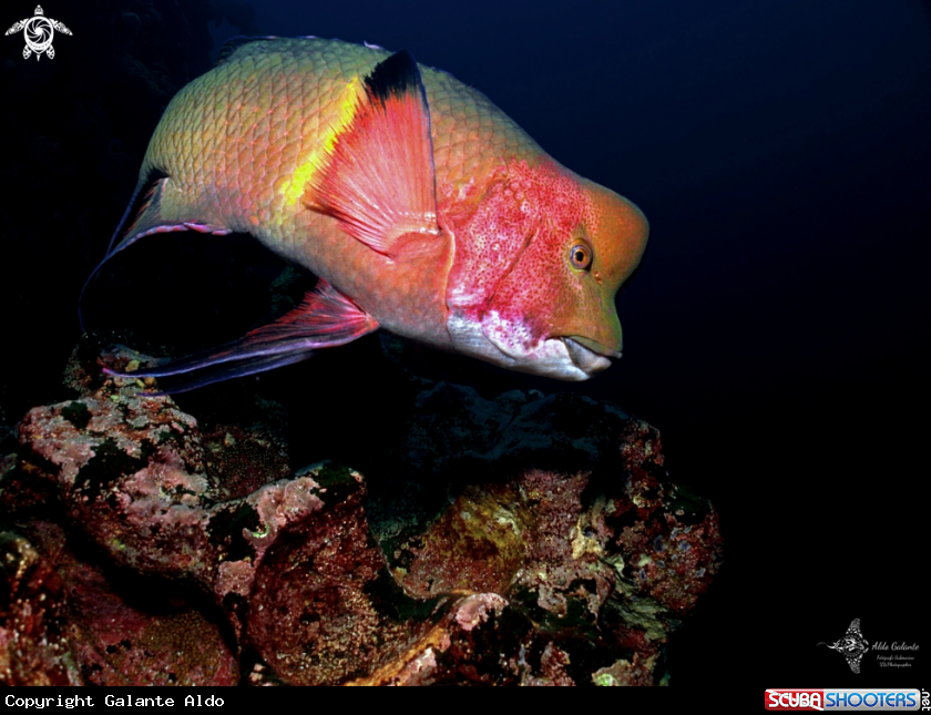 A Mexican Hogfish