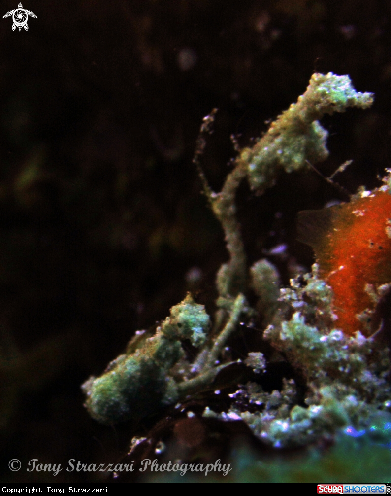 A Anilao (Lembeh) seadragon