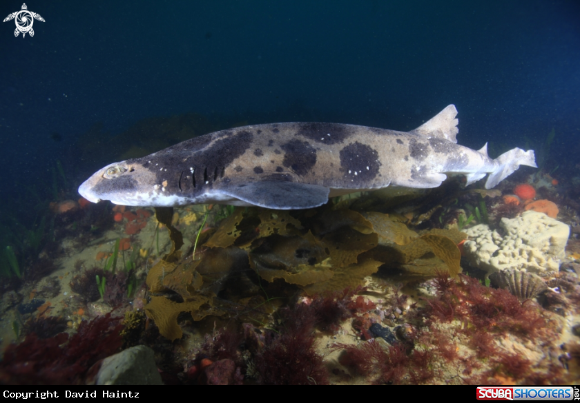 A Draughtboard Shark