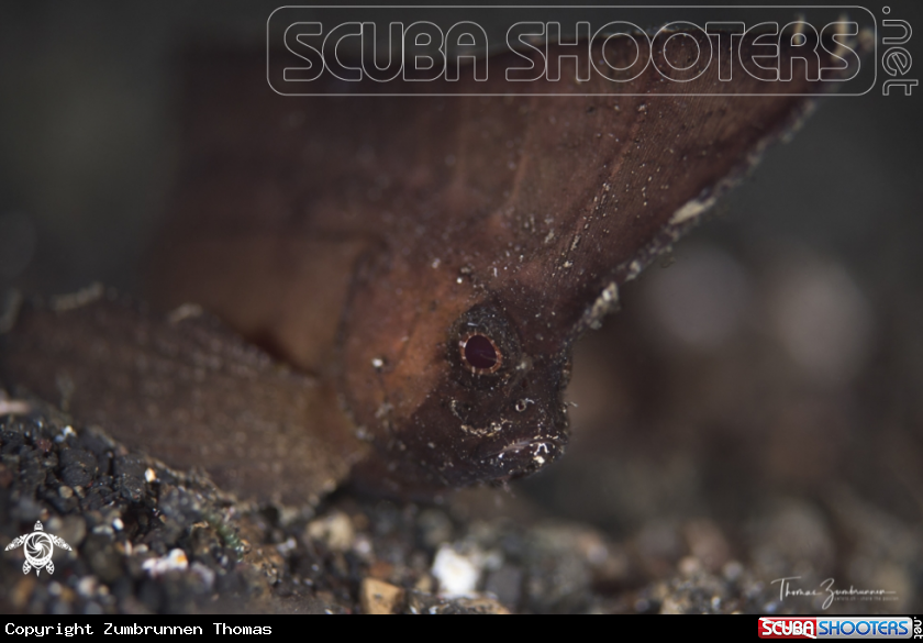 A Spiny Waspfish 
