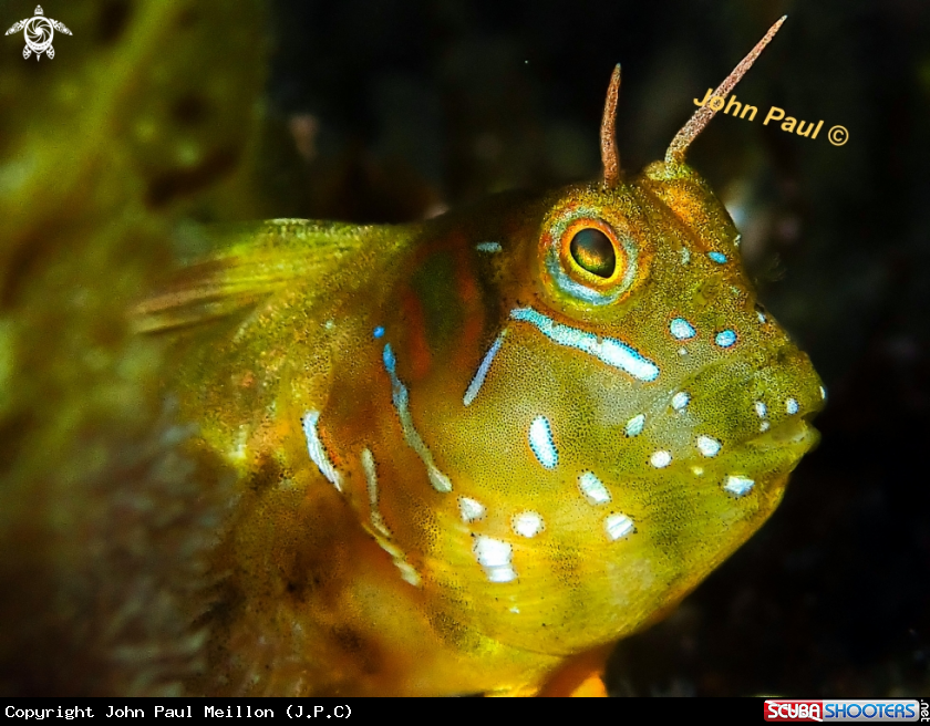 A BLENNIE SPHINX
