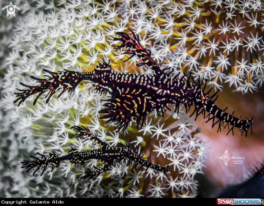 A Ghost Pipe fish