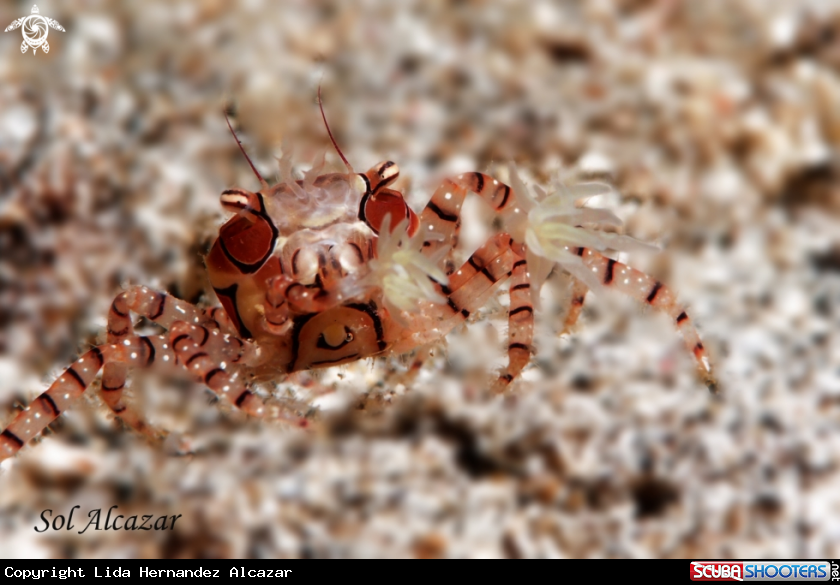 A boxer crab
