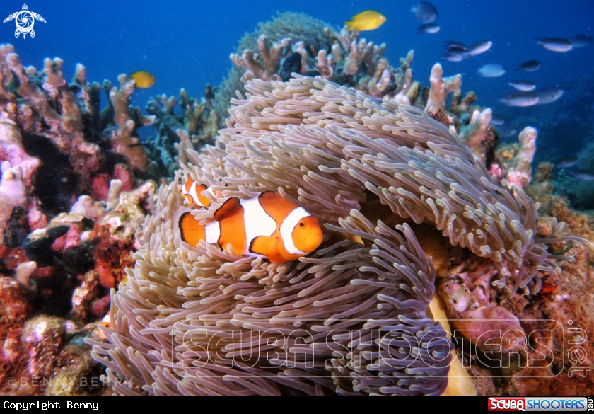 A Fish Kingdom