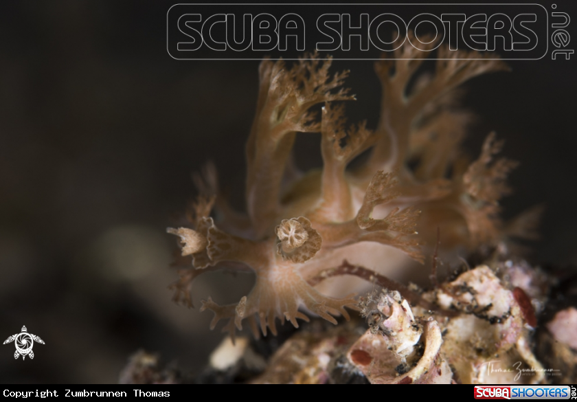 A Nudibranch 