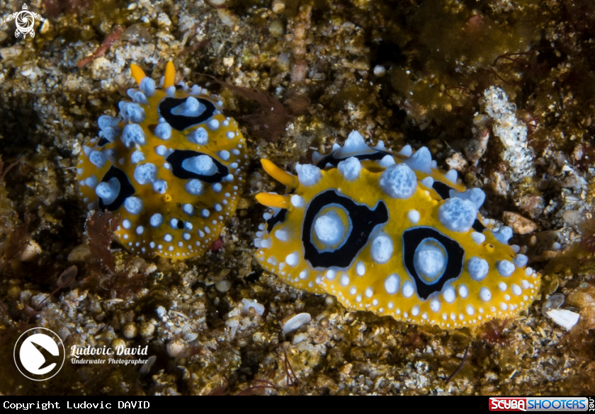 A Ocellated Phyllidia Nudibranch