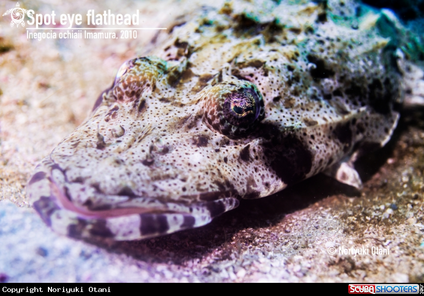 A Spot eye flathead 