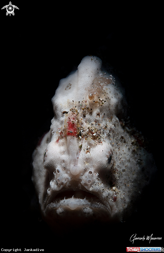 A Frogfish