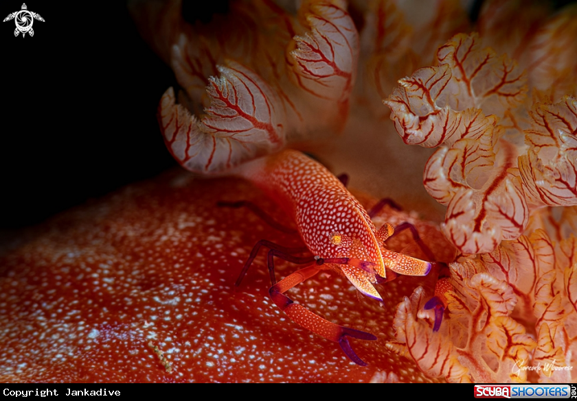 A Emperor shrimp