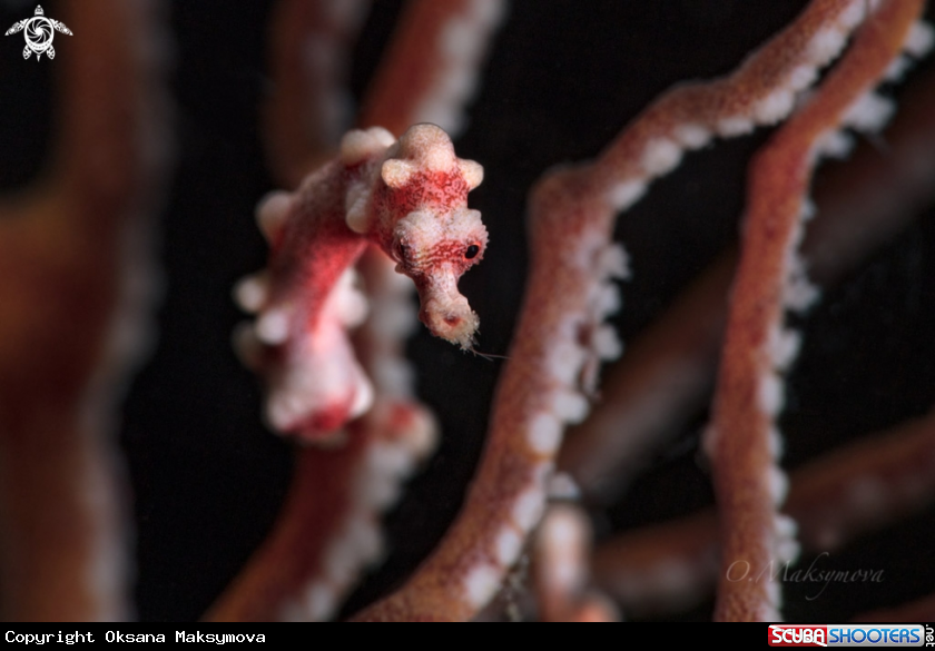 A Denise's pygmy seahorse (Hippocampus denise) 