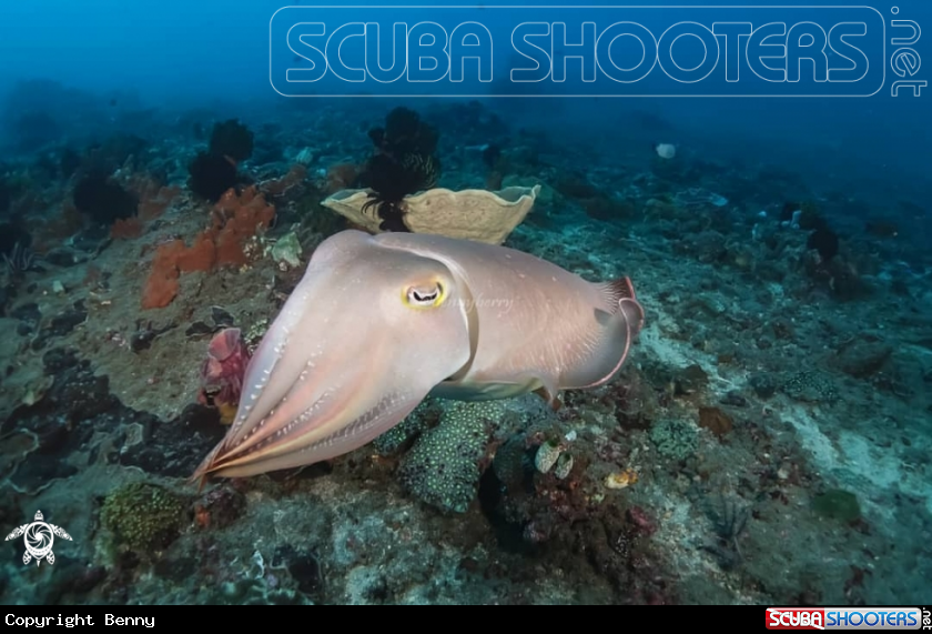 A Cuttle fish