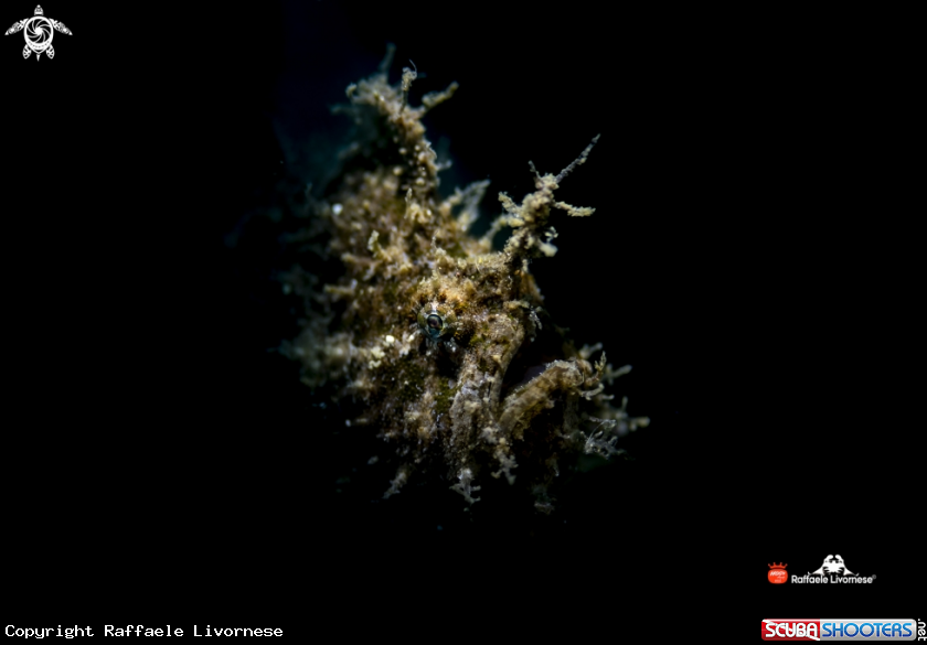 A Juvenile hairy frogfish
