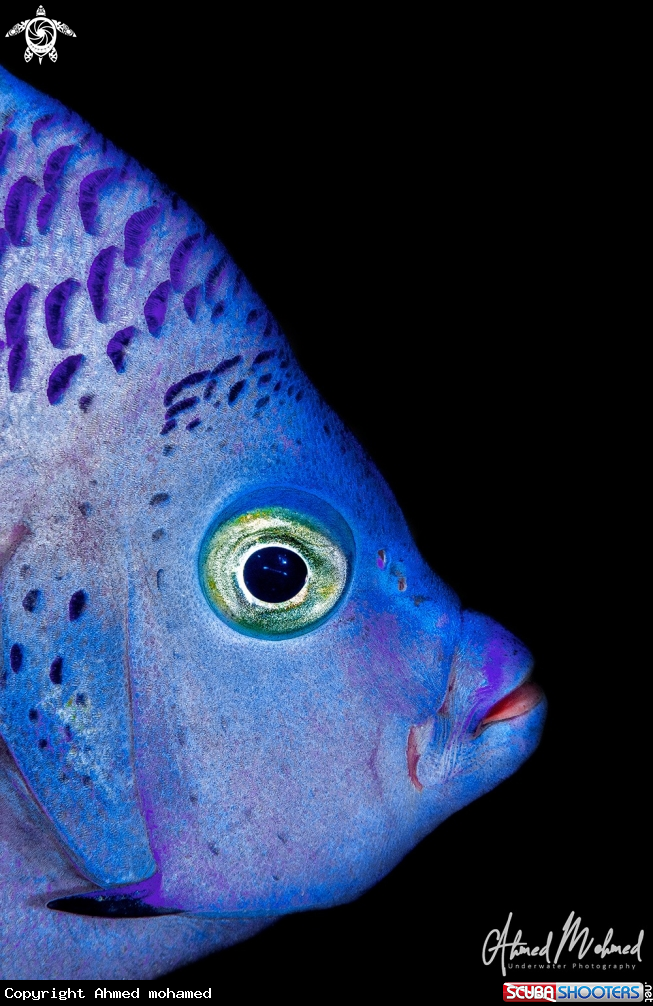 A Yellow Bar Angel Fish 
