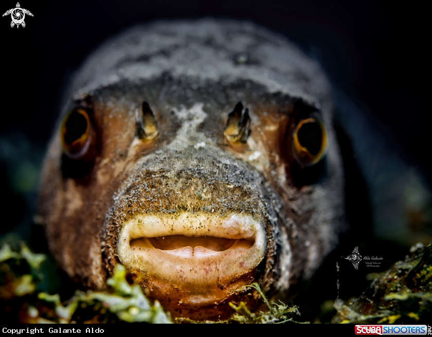 A Puffer fish
