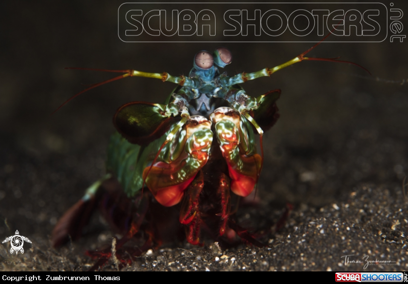 A Mantis Shrimp