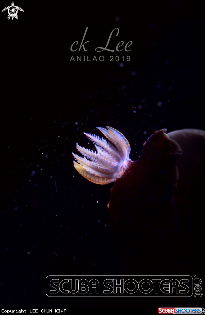 A Nudi