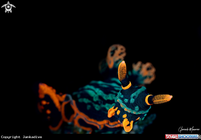 A Nudibranch