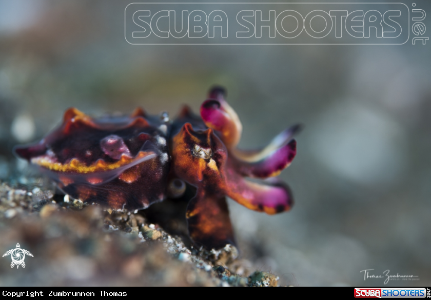 A Flamboyant Cuttlefish 