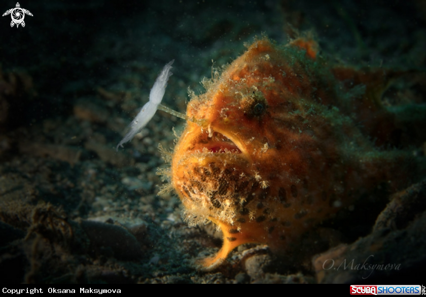 A Frogfish