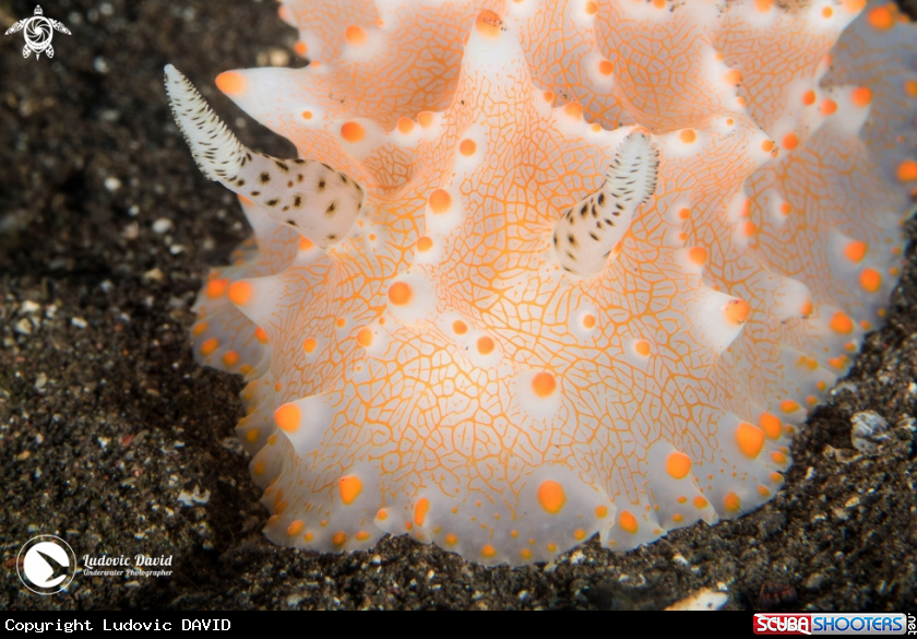 A Batangas Halgerda Nudibranch