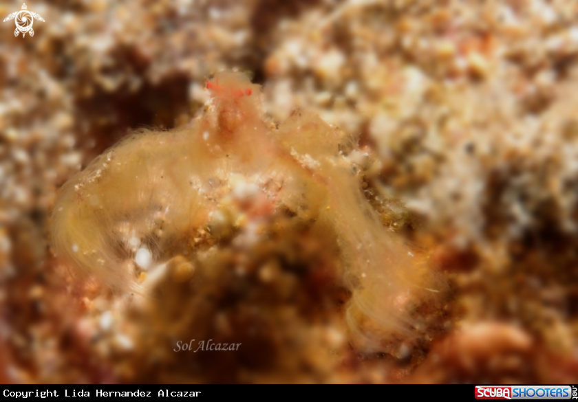 A oranutan crab
