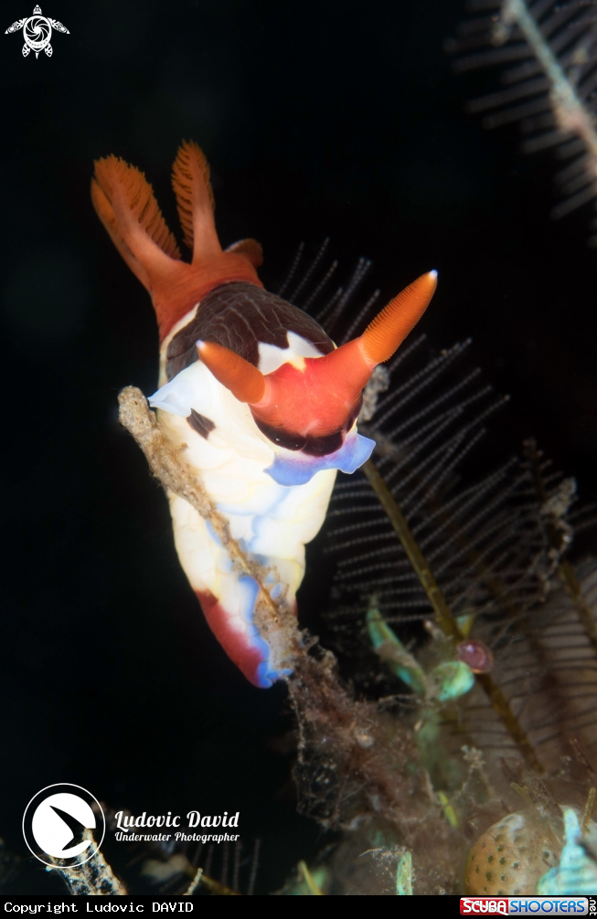 A Chamberlain's Nembrotha Nudibranch