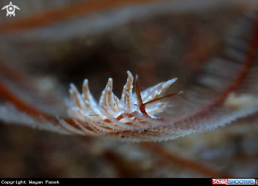 A Eubranchus sp