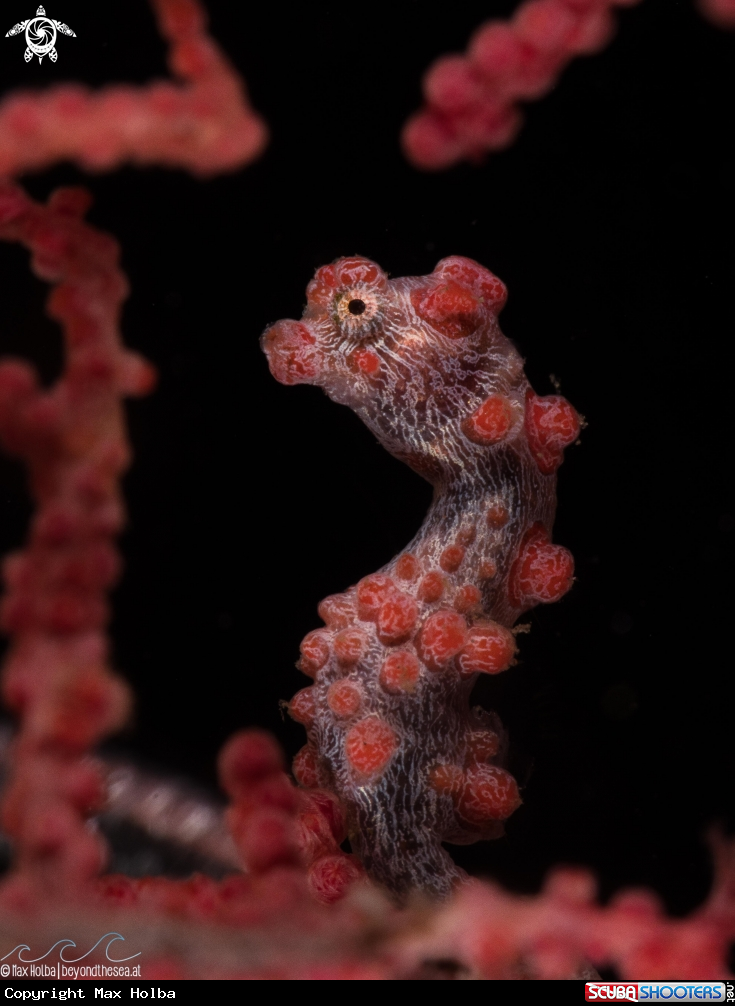 A Pygmy Seahorse