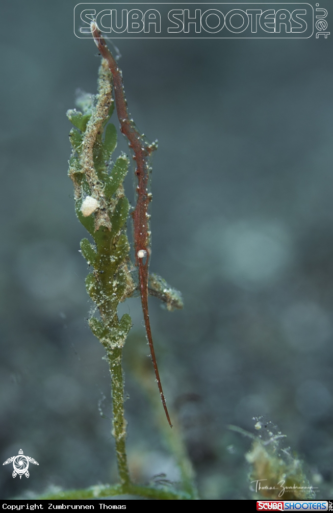 A Ocellated tozeuma Shrimp