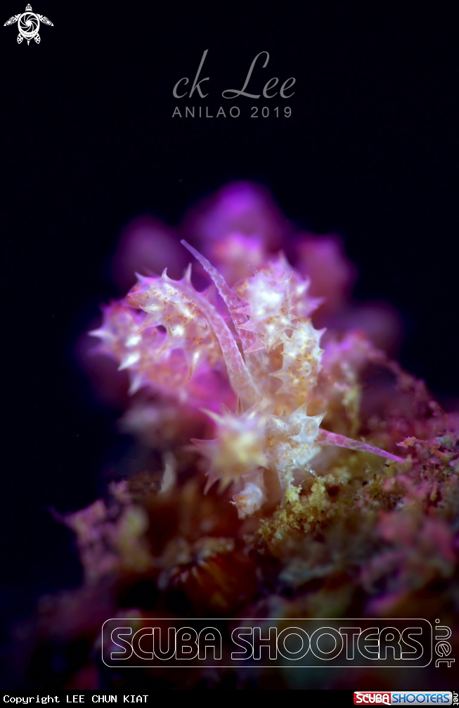 A Nudi