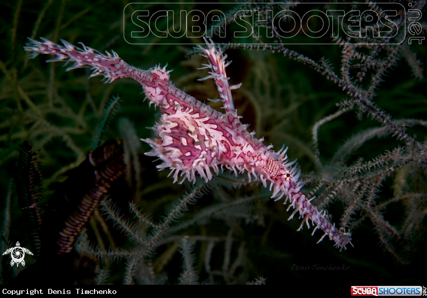 A GHOST PIPEFISH
