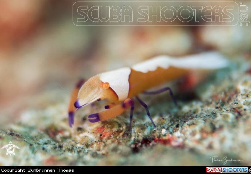 A Imperator Shrimp