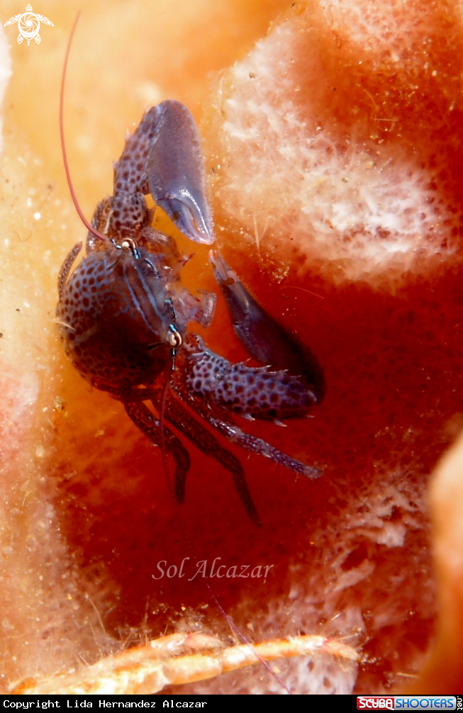A sponge barrel crab