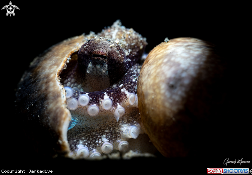 A Coconut octopus