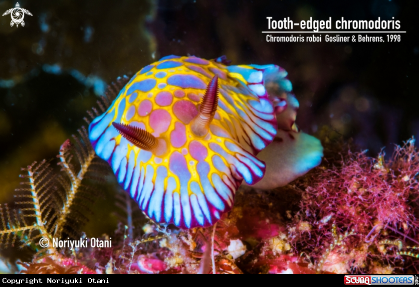 A tooth-edged chromodoris